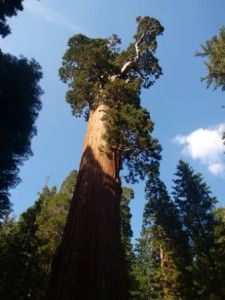 Sequoia gigante