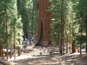 Sequoia más famosa del árbol más grande , árboles milenarios de EEUU, Yosemite