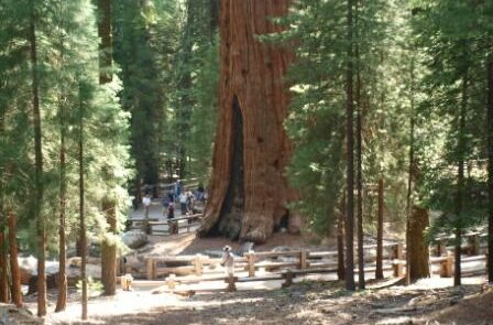 Sequoia más famosa del árbol más grande , árboles milenarios de EEUU, Yosemite