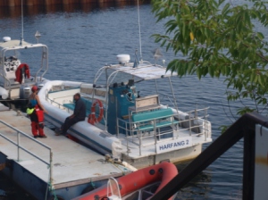 Ballenas en Tadoussac