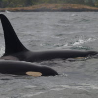 BALLENAS EN VICTORIA