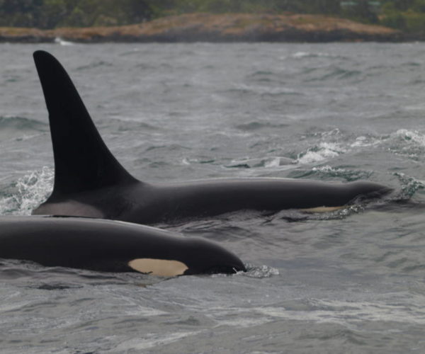 BALLENAS EN VICTORIA