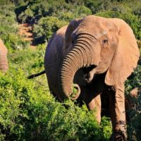 Elefante africano Safari Parque Kruger