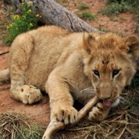 Red-Lands-and-Whiles-lion-244676_1280