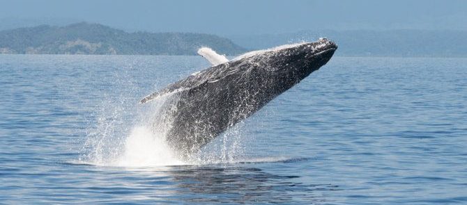 Whale watching, Thala Beach Nature Reserve (FILEminimizer) r