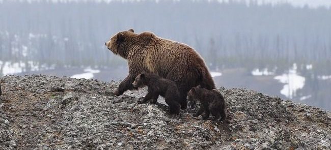 VIAJE COMPLETO Y CRUCERO POR ALASKA