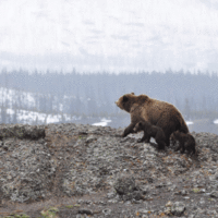 viaje aventura por Alaska