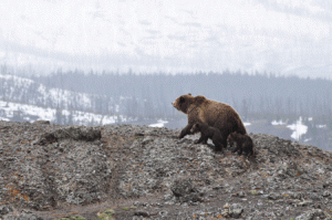 viaje aventura por Alaska