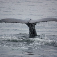 ballena-azul-canada