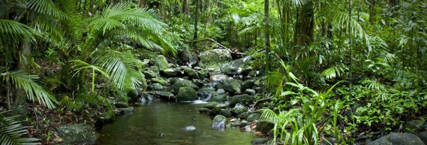 DAINTREE NATIONAL PARK