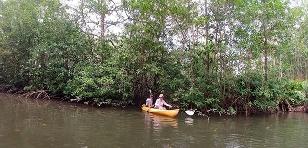 Manglar10