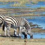 Viaje a Botswana