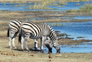 Viaje a Botswana