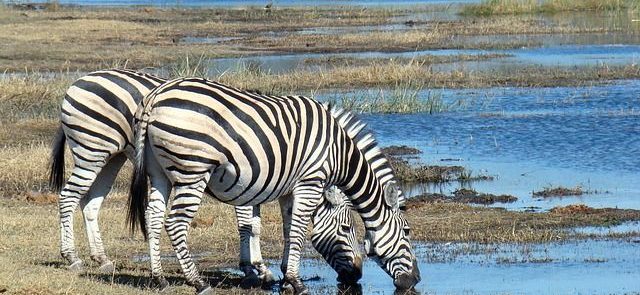 Viaje a Botswana