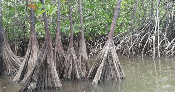manglares2