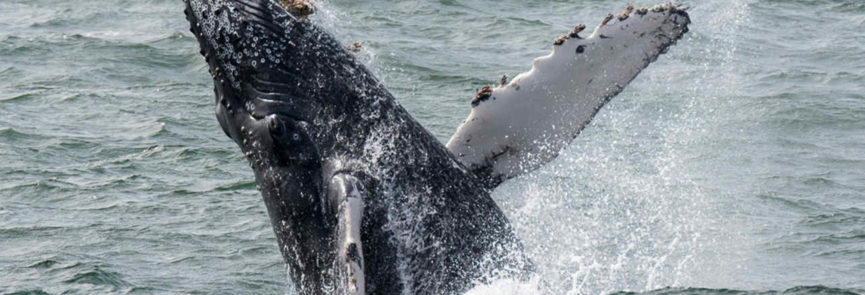 Ballenas