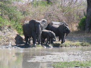 VIAJE BOTSWANA 10 DÍAS