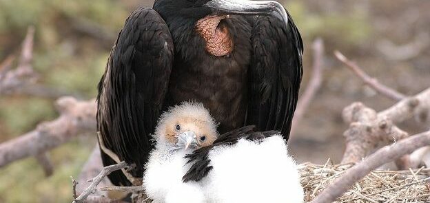 Galapagos Bird Nest Fregate