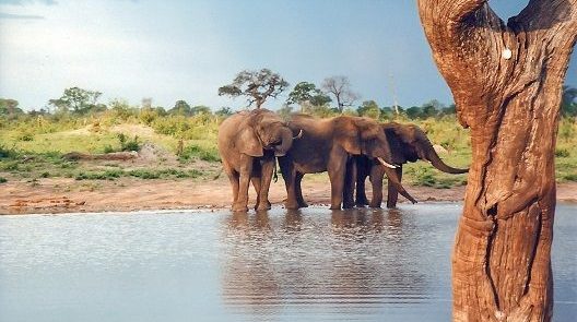 VIAJE BOTSWANA Y ZIMBAWE