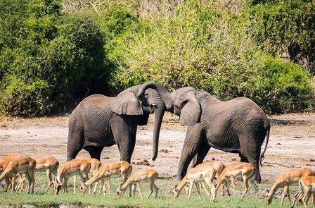 PARQUE NACIONAL DE CHOBE