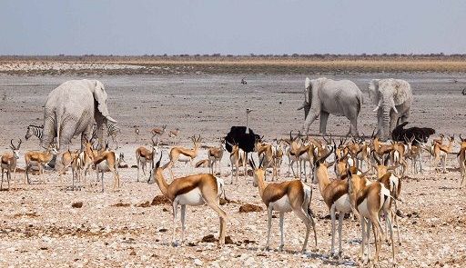 Parque Nacional de Etosha