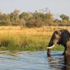 VIAJE BOTSWANA 5 DÍAS