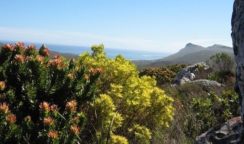 Fynbos