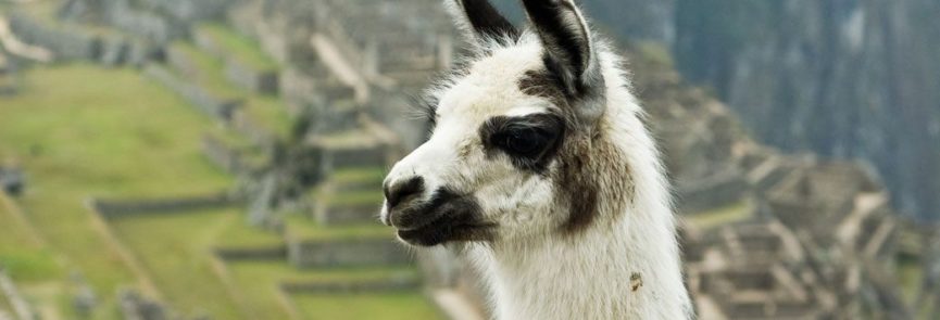 Llama_on_Machu_Picchu