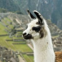 Llama_on_Machu_Picchu