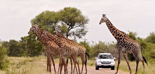 Un grupo de jirafas atravesando un camino en el Parque Nacional Krüger.