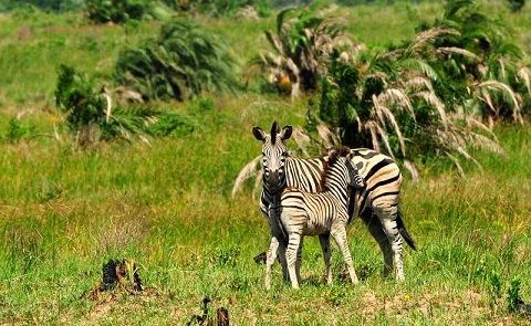 SAFARI NOCTURNO EN iSimangaliso