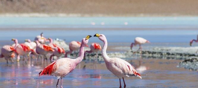 la Reserva Nacional Los Flamencos