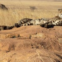 TOUR SUDÁFRICA ELEMENTALES