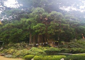 viaje a koyasan