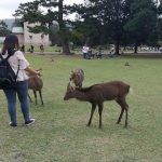 visita a Nara