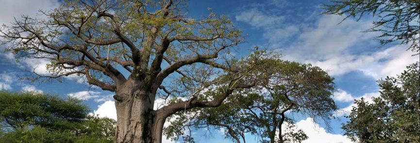 Parque-de--Serengeti.