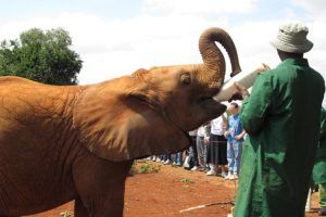 VIAJE KENIA AL COMPLETO EN 14 DIAS