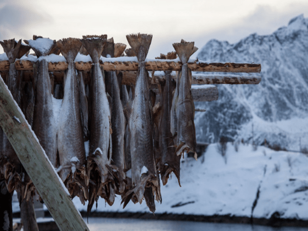 Bacalao seco y cultura pesquera en un viaje privado a Lofoten